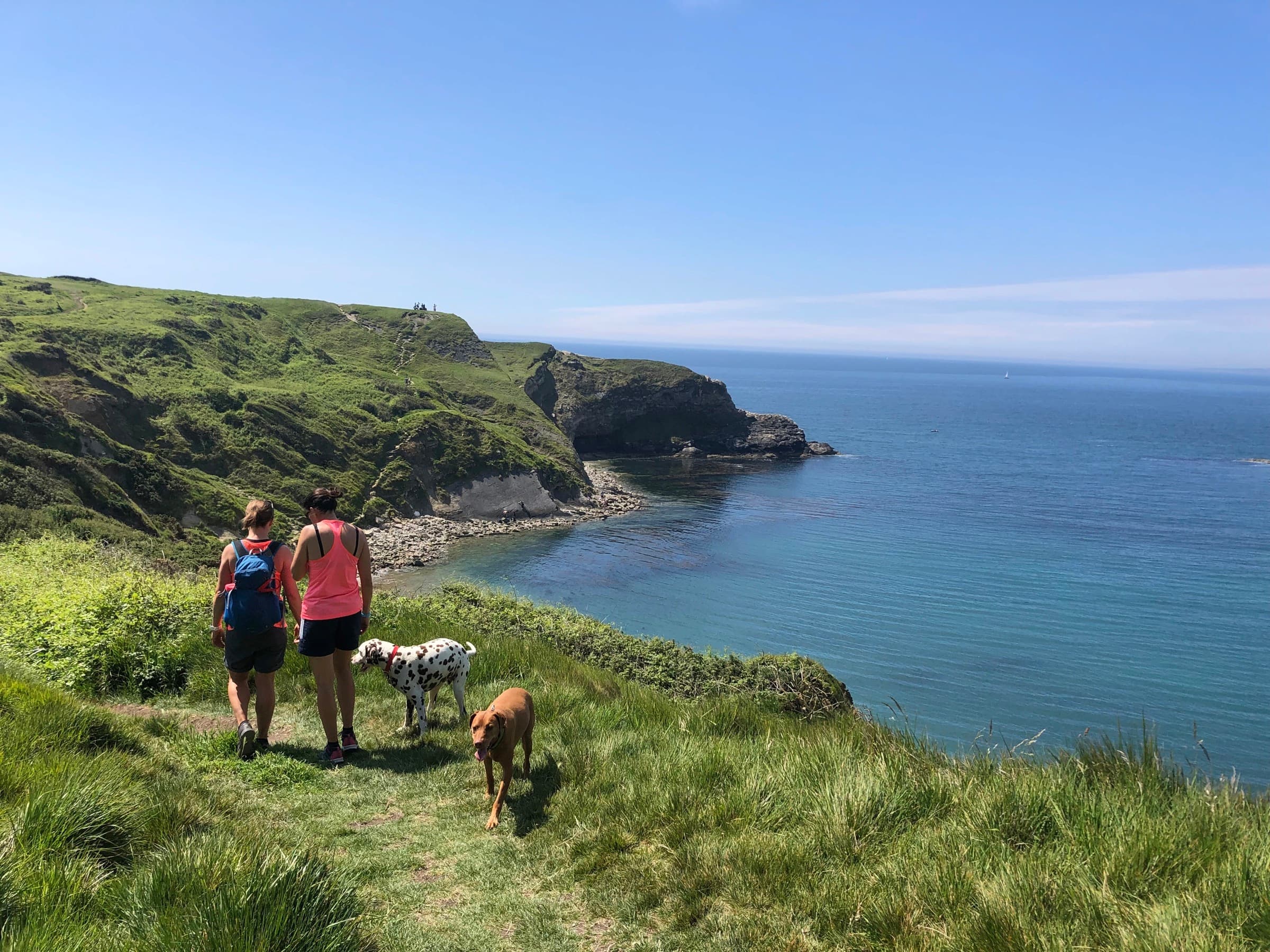 Walkers and their dogs on the coast path